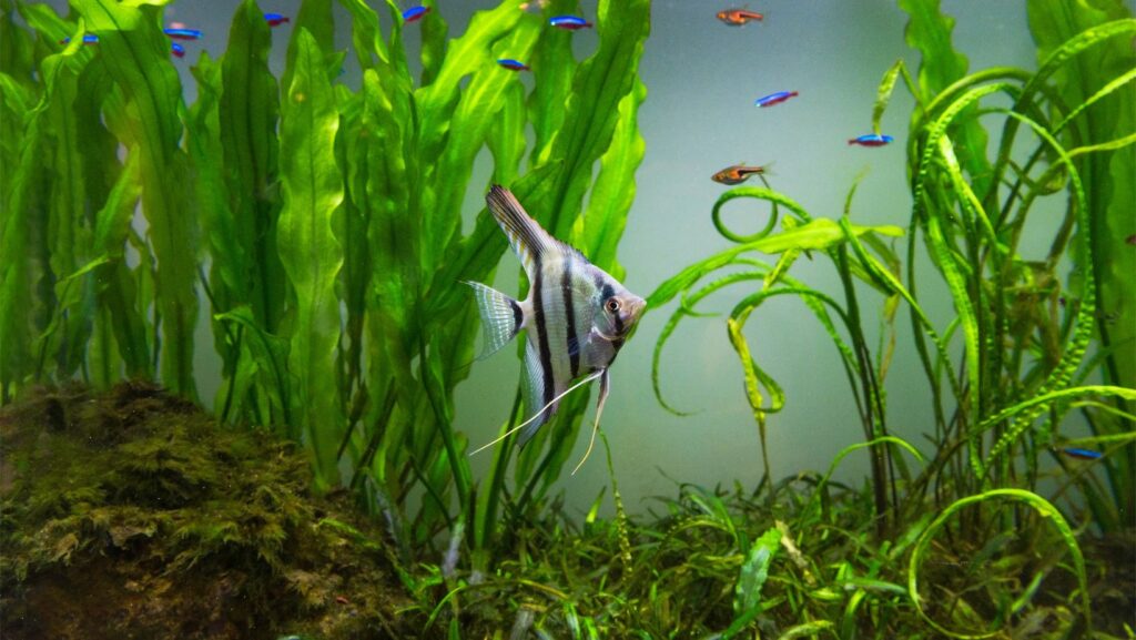 fish tank innovations: the latest in aquarium technology