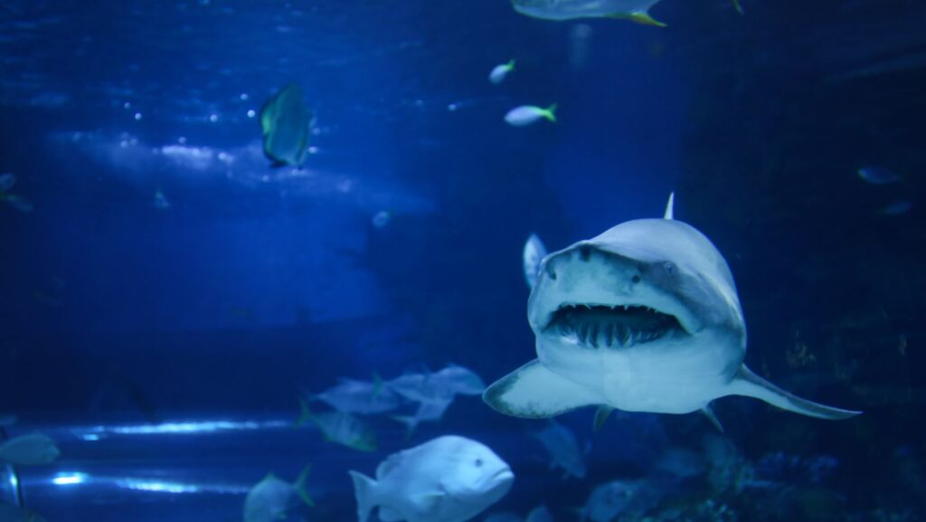fish tank innovations: the latest in aquarium technology